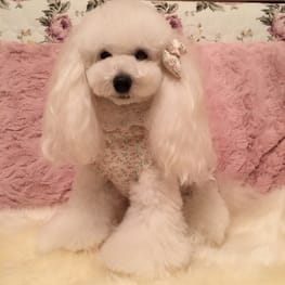 みちもこさんの作品