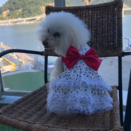 cocolalaのおかあさんさんの作品