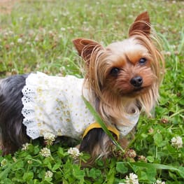 やすべえさんの作品