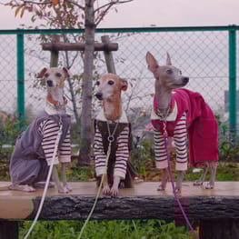 minyomoさんの作品