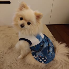 ワンピース / millacra / 愛犬のための犬服、ペット服の型紙通販 
