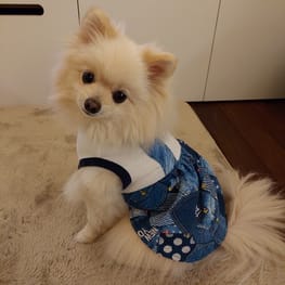 犬服ハンドメイド　ワンピース