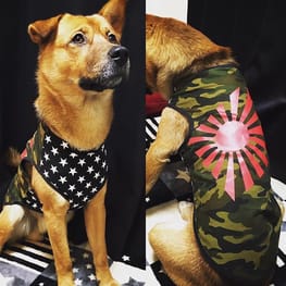 小悪魔さんの作品