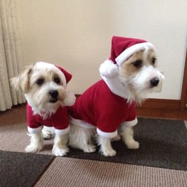 randymikioさんの作品