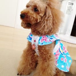 はっぴぃさんの作品