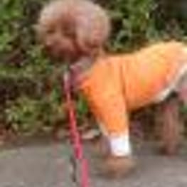 kaorunさんの作品