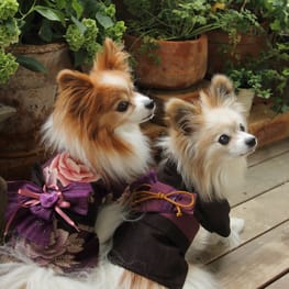 dularさんの作品