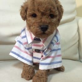 ひまわりさんの作品