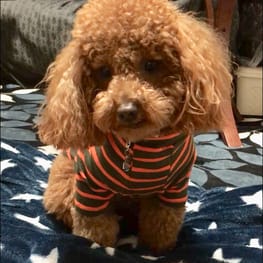 ももママさんの作品