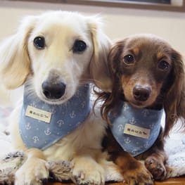 mamehanasoraさんの作品