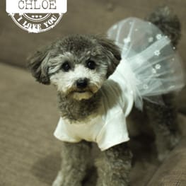 Chloeさんの作品