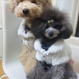 さくうたママさんの作品