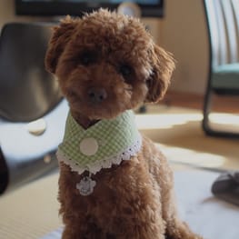 shimaさんの作品