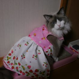 usakorinさんの作品