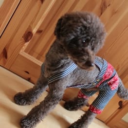 すずめさんの作品