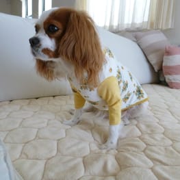 しまゆさんの作品