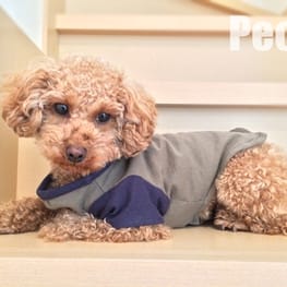 カッチンさんの作品