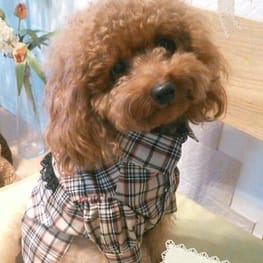 トモコさんの作品