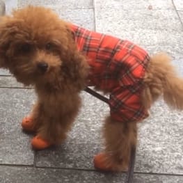 よったんさんの作品