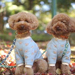 ベーシックラグランTシャツ/millacra / 愛犬のための犬服、ペット服の