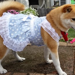 柴犬マイアさんの作品