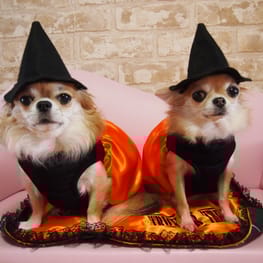 coco-taroさんの作品