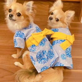 浴衣※販売停止/ / 愛犬のための犬服、ペット服の型紙通販