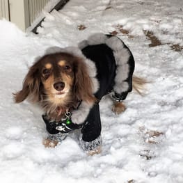 みにくろりんさんの作品