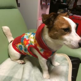 Peanutsさんの作品