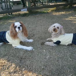 ジョイママさんの作品