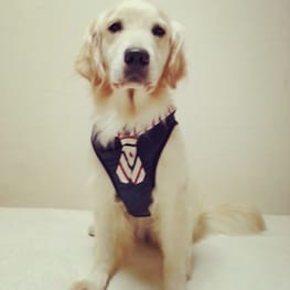 ぷーこさんの作品