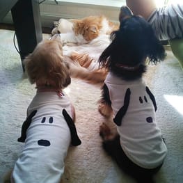 モコさんの作品