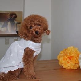 yuccoさんの作品