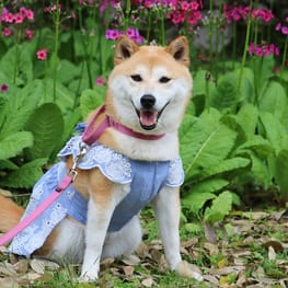 柴犬マイアさんの作品