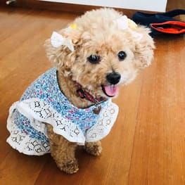 しのぼんさんの作品