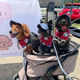 わぐこまさんの作品