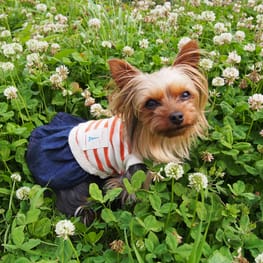 やすべえさんの作品