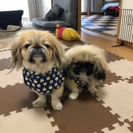 アポロママさんの作品