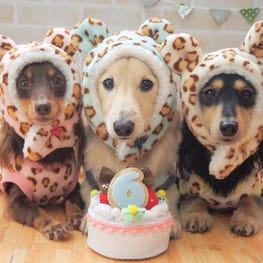 mamehanasoraさんの作品