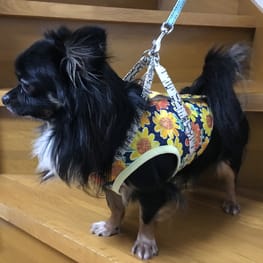 かふぇおれさんの作品