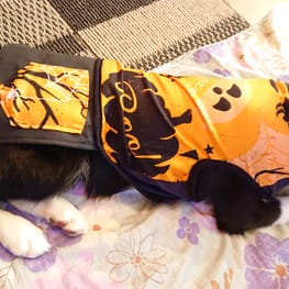 ぱんだ。さんの作品