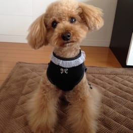 らくすさんの作品