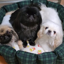 おとしらママさんの作品