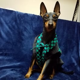 ちゃんちゃんこ Millacra 愛犬のための犬服 ペット服の型紙通販 作り方 教室 Milla Milla ちゃんちゃんこ Millacra 愛犬のための犬服 ペット服の型紙通販 作り方 教室 Milla Milla