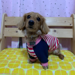 コミノママさんの作品