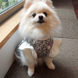 ワンピース/millacra / 愛犬のための犬服、ペット服の型紙通販・作り方