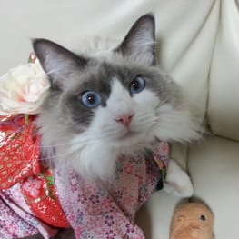 usakorinさんの作品