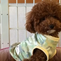 テンビビさんの作品