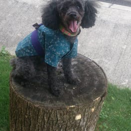 モコさんの作品