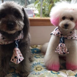 しまのさくらさんの作品